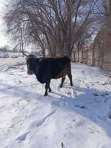 Коровы, быки: Продаю | Корова (самка) | Для молока — 30