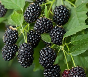 Фрукты и ягоды: Ежевика сортовая ремонтантная и летняя Сорта прошедшие сортоиспытание — 7