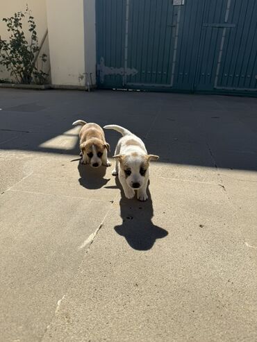 животные отдам в добрые руки: 🐶 Saf qan Zvanok balaları satılır Satılır iki gözəl Zvanok balası —