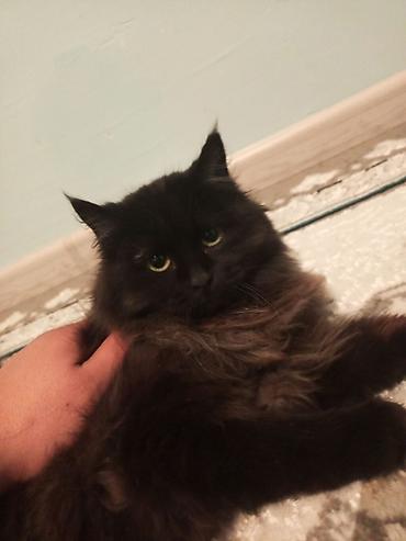 Продажа кошек: Пушистые котята Особенности: - Окрас: дымчато‑черный, тигровый табби и — 12