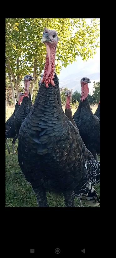 hinduska satilir: Avstroliup xoruztoyuqlar və Hind quşlari Amerkan Bronz Big 6 sortlar — 3