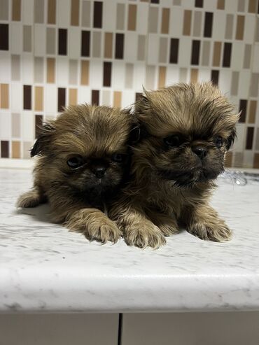 bakıda it satışı: Pekines, 1 ay, Dişi, Peyvəndli, Ünvandan götürmə