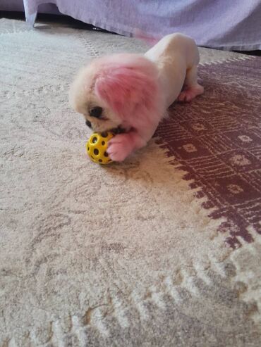 İtlər: Pekines, 1 il, Dişi, Peyvəndli