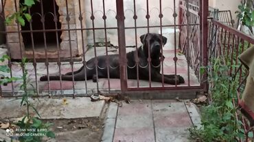 it adları oğlan: Kane-Korso, 1 il, Erkek