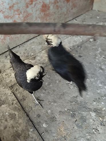 Toyuqlar: Toyuq, Damazlıq, Ünvandan götürmə, Ödənişli çatdırılma — 14