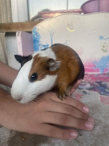 deniz donuzcugu: Deniz donuzcugu ( morskaya svinka) (guinea pig) - Növ: Kobay (guinea — 6