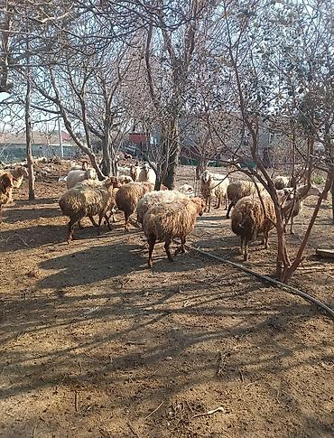 Digər kənd təsərrüfatı heyvanları: Digər kənd təsərrüfatı heyvanları — 3