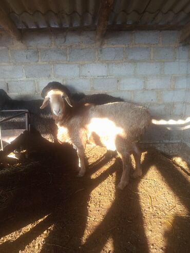 Баран, овца: Продаю | Баран (самец) | Эдильбаевская, Арашан | Для разведения — 2