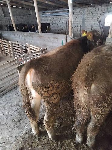 Коровы, быки: Продаю | Бык (самец) | Полукровка | На откорм | Привязанные — 14