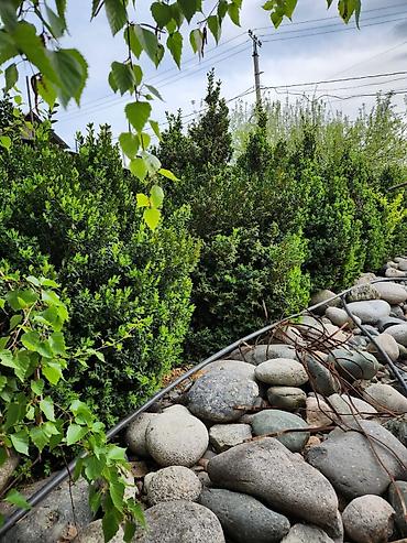 Ель: Ель голубая (Picea pungens ‘Glauca’) – крупномерные экземпляры для — 10