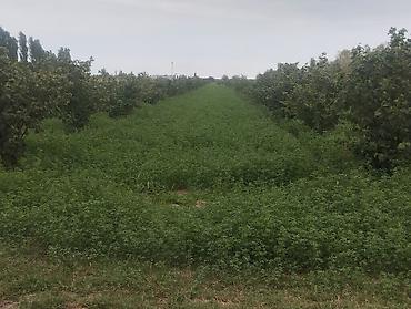 mehemmedi torpaq satilir: 157 sot, Kənd təsərrüfatı, Kupça (Çıxarış), Texniki pasport — 4