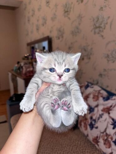 Pişiklər: Şotland yastı qulaq, Erkək, Dişi, Yaxşı əllərə, Ünvandan götürmə, Ödənişli çatdırılma, Rayonlara çatdırılma — 10