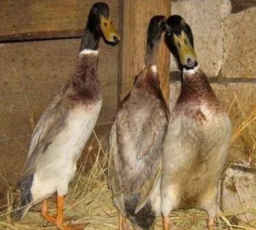 купить инкубационное яйцо несушек: 🦆Бегунки - утки несушки. Несутся практически каждый день с перерывом в