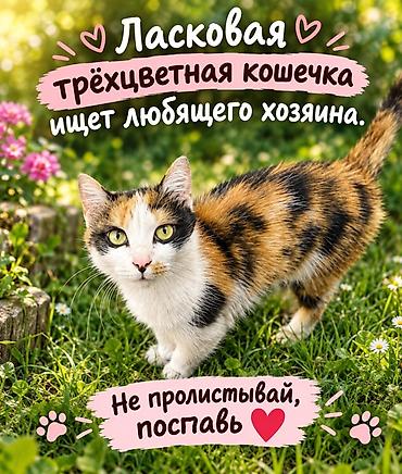 Кошка даром: Беспородная, Девочка, Приучена к лотку