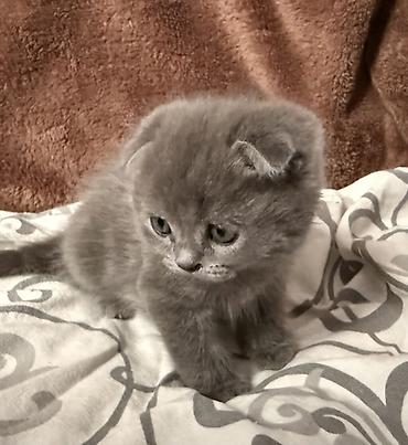 серые котята: Шотландский котёнок, окрас голубой (серый). - Порода: шотландская — 6
