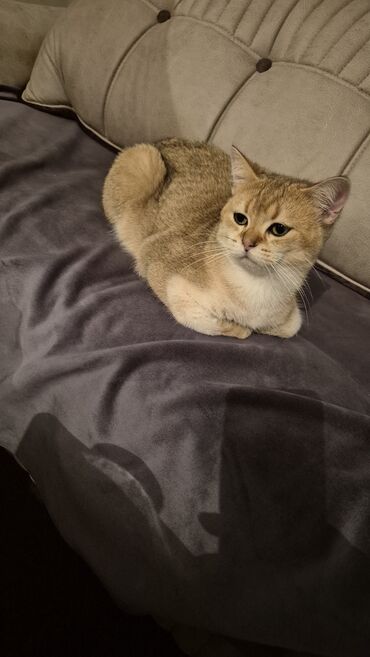 Pişiklər: Qızıl şinşilla, Erkək, Cütləşmə üçün — 10