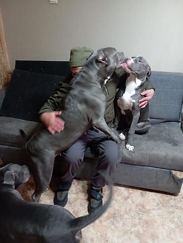 Продажа собак: Щенки кубинского питбультерьера, Подрощенные, 5 месяцев.,голубого — 7