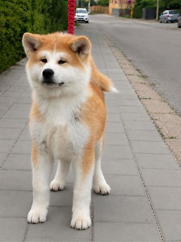 nemački ovčar: AKITA INU – VRHUNSKO FCI LEGLO | KUMA KAI KENNELS Odgajivačnica Kuma — 5