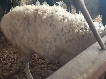 Баран, овца: Продаю | Овца (самка) | Для разведения | Матка — 1