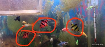 akvarium xırda balığı: Glo barbus tam sağlam 4 ədəddir hamsı zolağlı 2 yaşıl 2 qırmızı