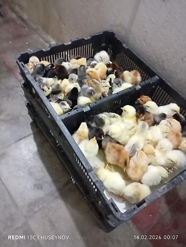 Digər quşlar: Her nov cuce satişi. xarkov çil 2m xarkov 1.50m atkas 3m avstroluq 3m — 10