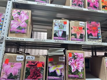 Садовые цветы и кустарники: Луковицы цветка: Лилейники — 2