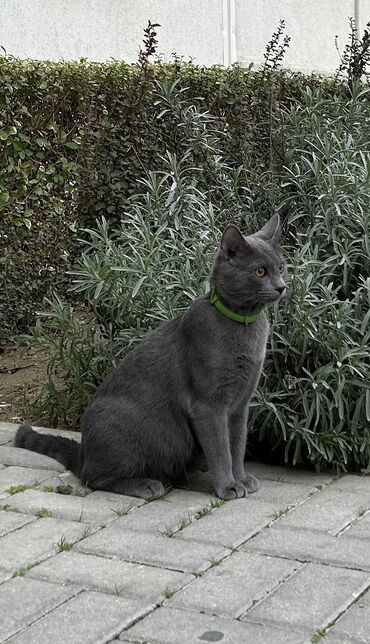 british cat: Русская голубая, Самец, В добрые руки, Бесплатная доставка