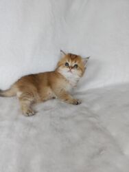 мопс купить: Скотиш Страйт (Шотландская прямоухая), 1 месяц, Мальчик, Золотая шиншилла