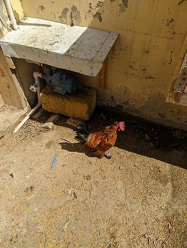 qus nömreleri: Xoruz, il: 2, Ödənişli çatdırılma — 7