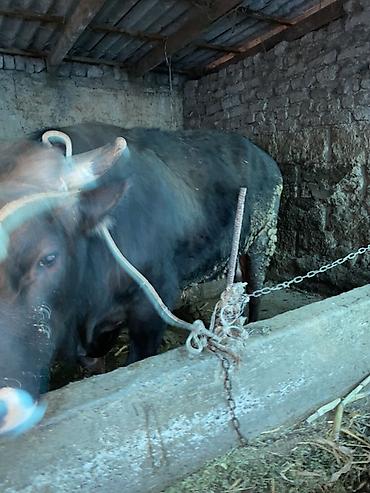 Коровы, быки: Продаю | Бык (самец) — 7