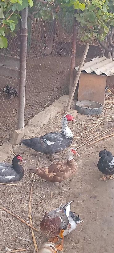 qaz ve ordek satisi: Mullard ördəklər (indo duck, muskovi) – müxtəlif rənglərdə sürü - — 1