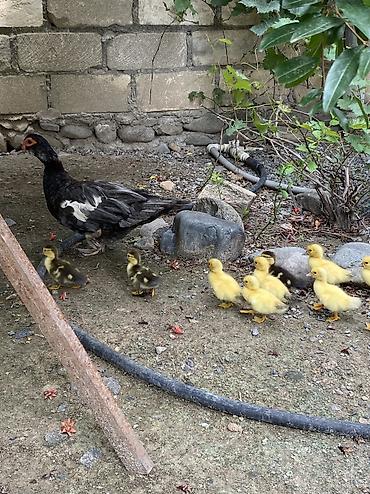 papuqay satisi: Macar sortu lal ördək balaları satılır zümrüdü kül rəngi mirvari rəng — 2