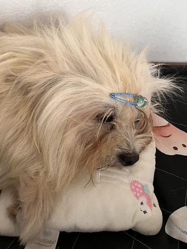 itlerin satisi 2022: Yorkşir teryer, 1 il, Erkək, Cütləşmə üçün, Ödənişli çatdırılma — 2