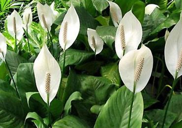 Другие товары для дома и сада: Продаю диффенбахии. Диффенбахия чистит воздух, помогая удалять из — 6