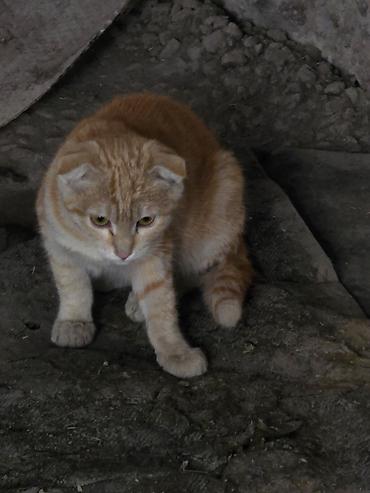 бездомные кошки: 2 месяца, Мальчик — 2