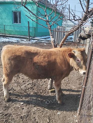 Коровы, быки: Продаю | Бык (самец) | Симментальская | На откорм — 9