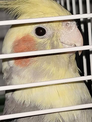 hinduşka balaları: Nimfa papuqayı (cockatiel) – əl öyrəşmiş, insanla ünsiyyətə açıq ev — 3