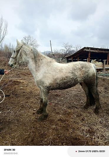 Лошади, кони: Продаю | Кобыла (самка) | Рабочий — 6