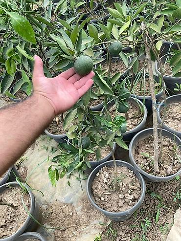 zeytun ağacı satışı: Narıncı ağacı fidanları – həyət və bağ üçün ideal seçim Məhsul — 2