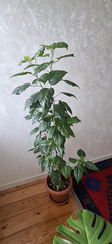 yaşıl: Hibiskus (Çin qızılgülü), torfa əkilib - Hündürlüyü təxminən 120–150 — 3
