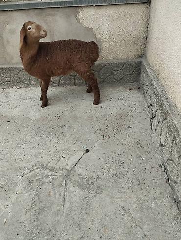 Баран, овца: Продаю | Овца (самка) | Арашан | Для разведения | Племенные at lalafo.kg — 3 Баран, овца: Продаю | Овца (самка) | Арашан | Для разведения | Племенные — 3