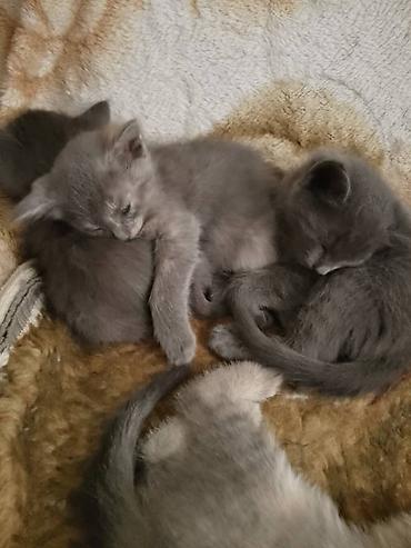 рыжие котята: Отдам котят в добрые руки Обычные котята 2 серые девочки 2 Дымчатых — 1