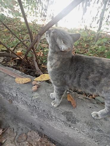Отдам даром кошку: Кошка даром: Беспородная, Девочка, Приучена к лотку — 5
