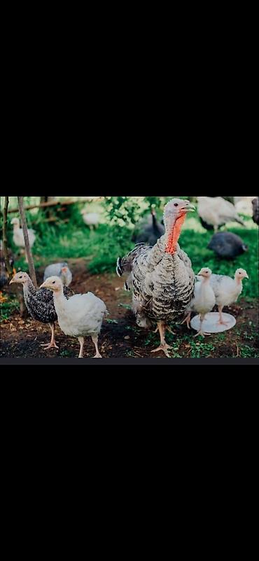 индюков: Продаю | Индюк (самец) | Бройлерная | Для разведения — 1