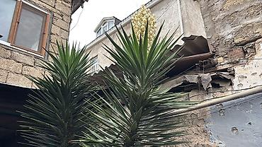 cicek: Dekorativ yucca (Yucca filamentosa/yucca ağacı) - Hündür, çoxillik — 1