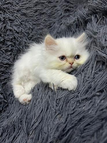 Pişiklər: Britan — 7