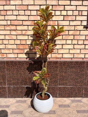 Декоративные цветы: Искусственные деревья и цветы — долговечный и стильный декор без at lalafo.kg — 7 Декоративные цветы: Искусственные деревья и цветы — долговечный и стильный декор без — 7