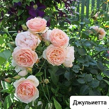 Роза: Саженцы — 11