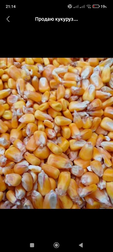 живой корм: Продаю кукурузу,сухая чистая сорт Пионер
