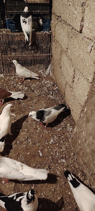 bakida at bazari: Cep erkey goy kemeri maya hazir cutduler balalrida var goy boynu — 4